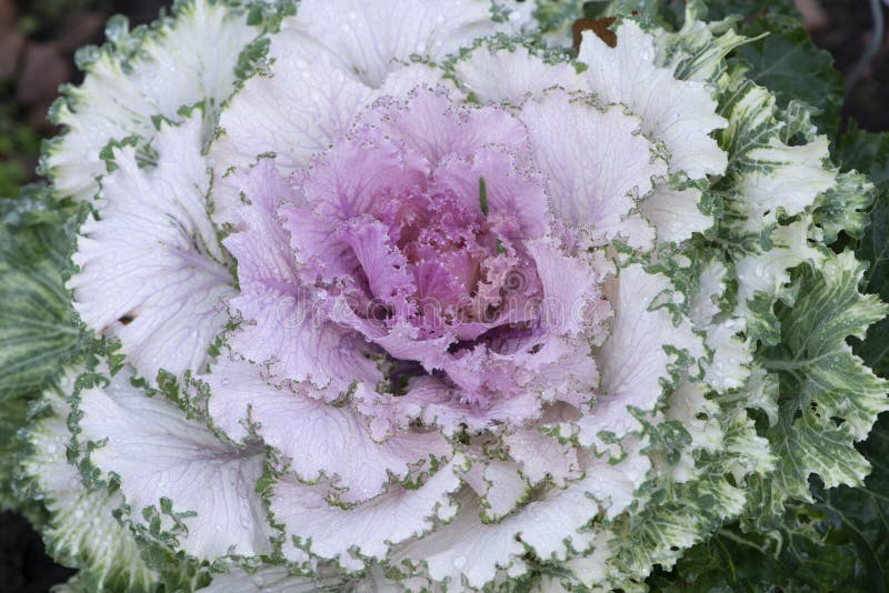 Flowering Or Ornamental Kale Cabbage Latin Name Brassica ... Flowering Or Ornamental Kale Cabbage Latin Name Brassica ...