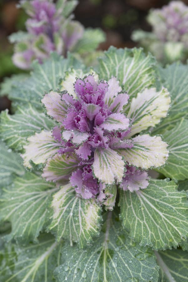 Flowering Or Ornamental Kale Cabbage Latin Name Brassica ... Flowering Or Ornamental Kale Cabbage Latin Name Brassica ...