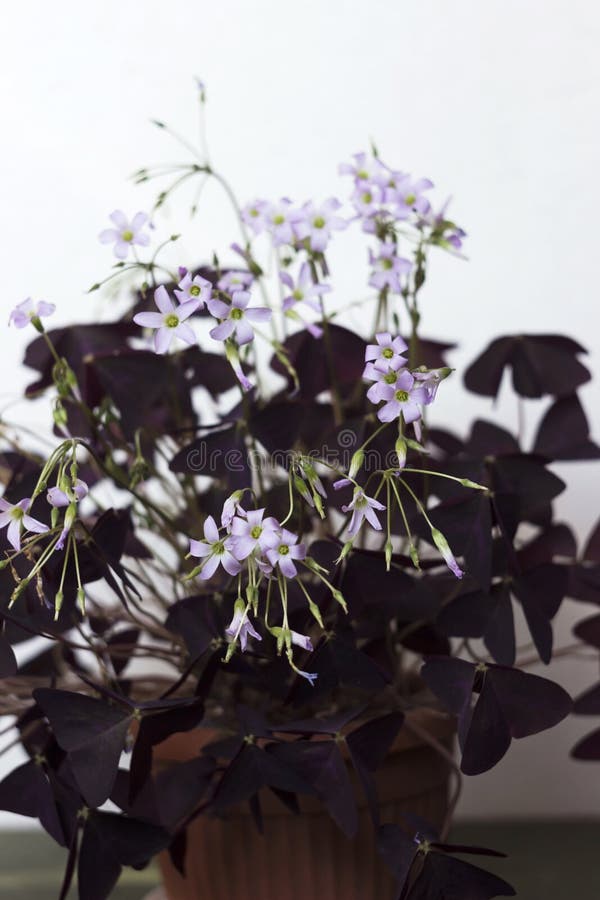 Flowering Oxalis Triangularis Indoor Plant with Triangular Purple