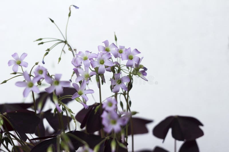 Flowering Oxalis Triangularis Indoor Plant with Triangular Purple