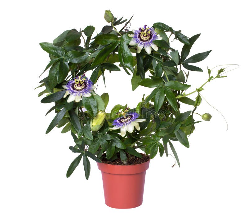 Flowering passiflora passionflower in a pot isolated on white background.