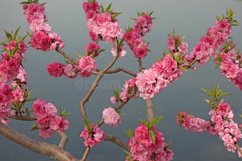 Flowering peach