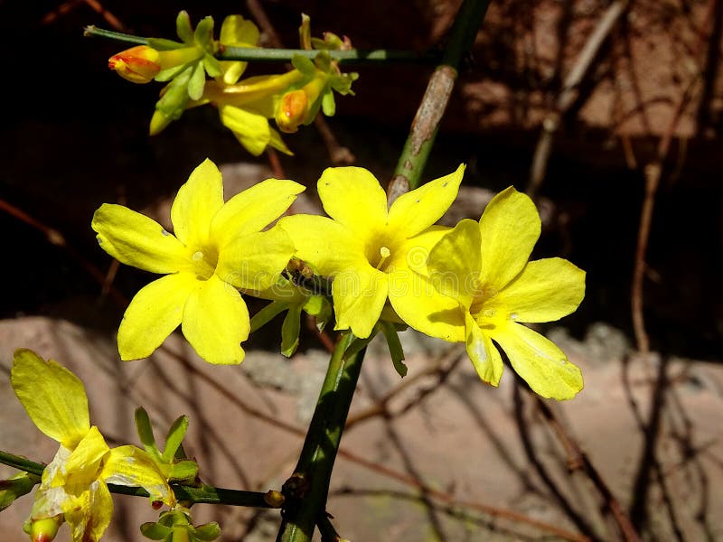 Winter jasmine: Elegant Chinese flower welcomes the coming of