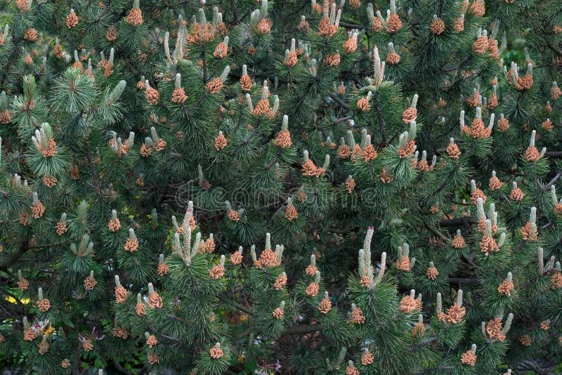 Flowering pine tree stock photo. Image of closeup, detail 73204562