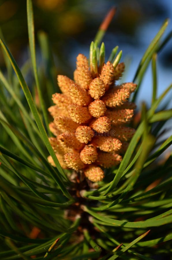 Flowering pine tree stock photo. Image of natural, green 41748364