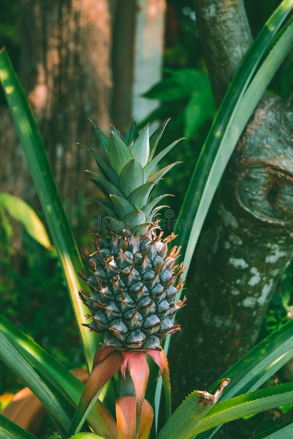 Flowering Pineapple Plant with a Young Pineapple. Stock Image Image