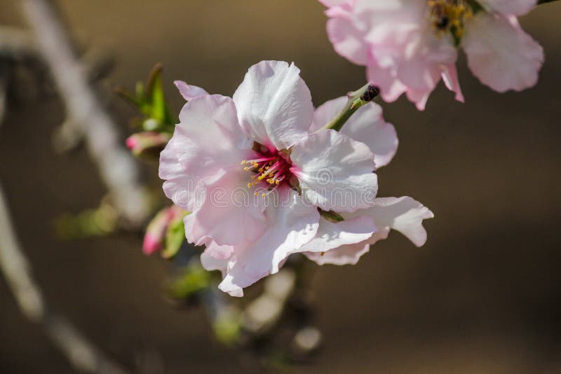 Flowering Pink Almond Trees Stock Image Image of blooming, seasons