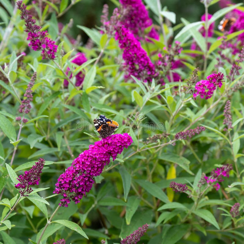 Flowering pink butterflybush - Buddleja davidii - with red admiral butterfly - Vanessa atalanta - sitting on blooms.