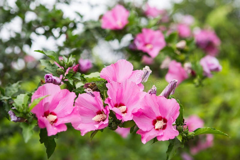 Flowering Pink Hibiscus Tree. Bright Pink Flower of Hibiscus Stock