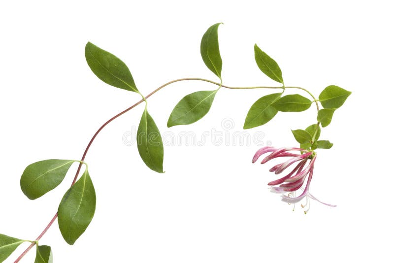 Flowering pink Honeysuckle