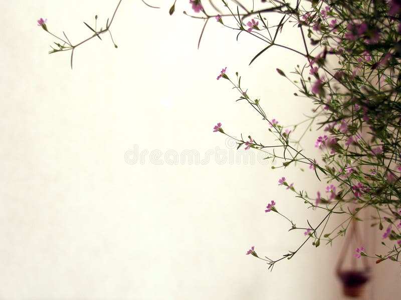 Flowering plant on balcony