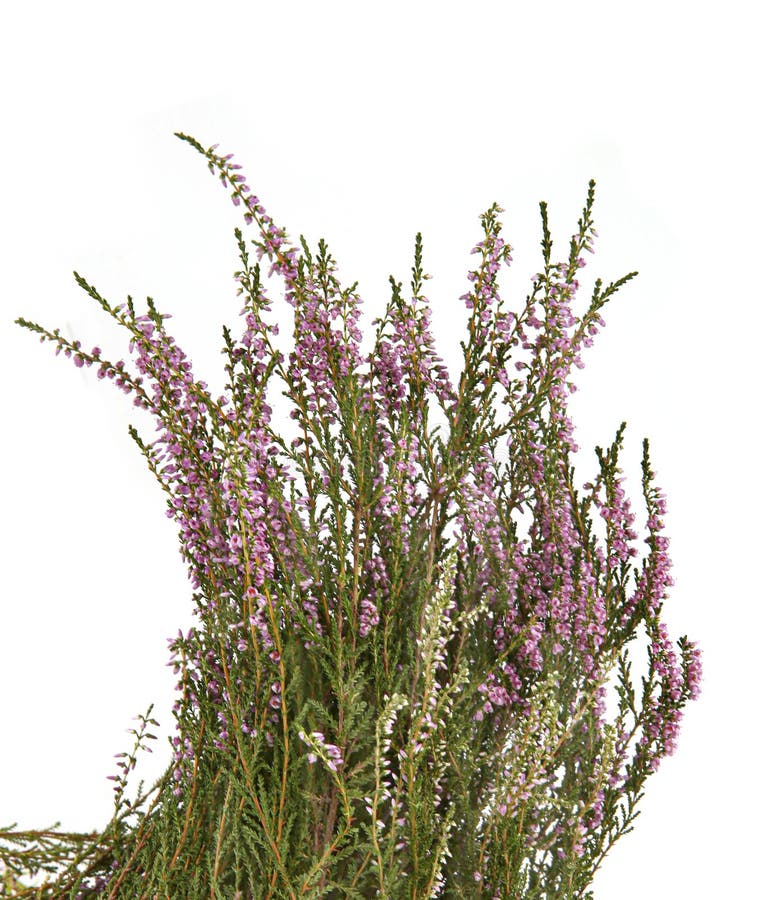 Bouquet of Heather Calluna Vulgaris, Erica, Ling Decorated Satin