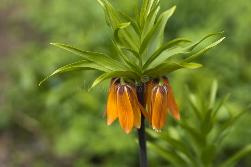 Flowering Plant Fritillaria Imperialis Close Up Stock Photo Image Of