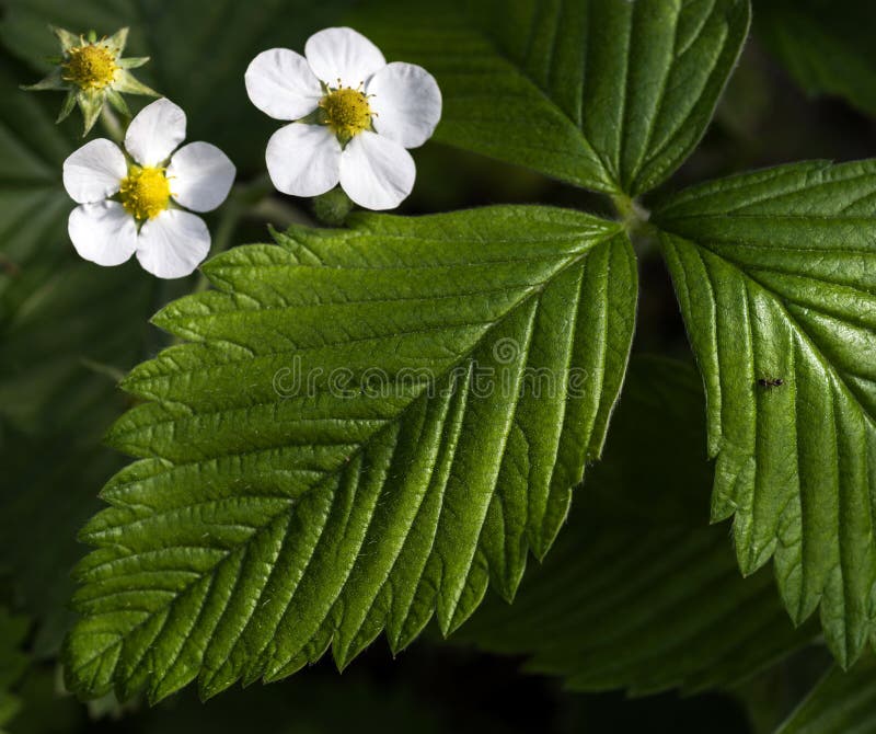 Flowering Plant of Strawberries on a Blurred Natural Background. Ant on ...