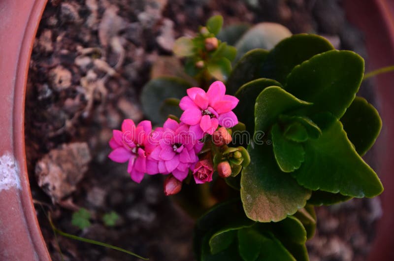 Flowering Plants Growing in Pots in a House Stock Photo Image of
