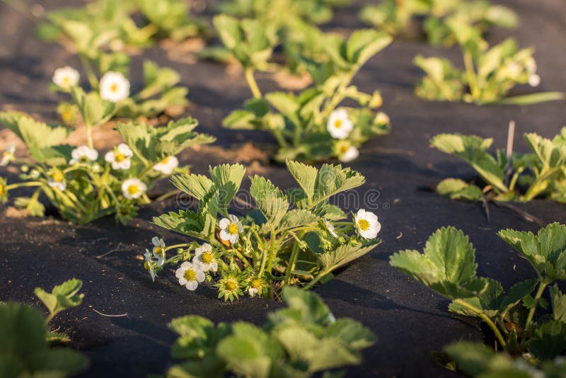 Flowering Plants of Strawberries in a Vegetable Bed of Garden Stock