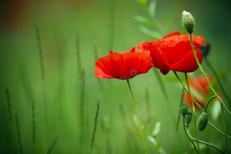 Flowering poppies in the field.