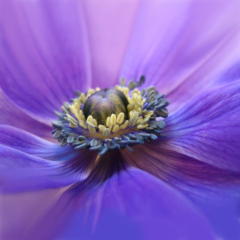 Flowering purple anemone