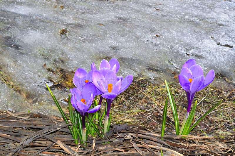 Flowering purple crocus flowers near melting snow - early spring blossom