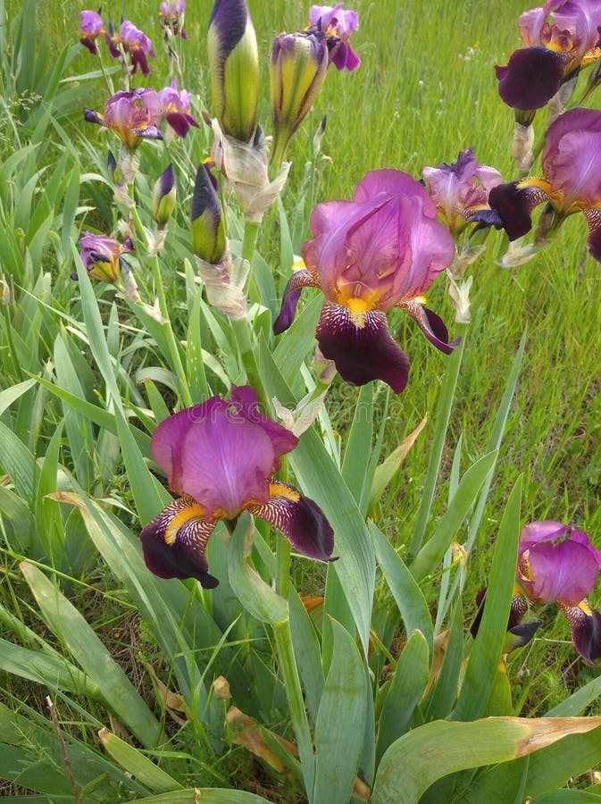 Flowering purple irises among the grass royalty free stock image Flowering purple irises among the grass royalty free stock image