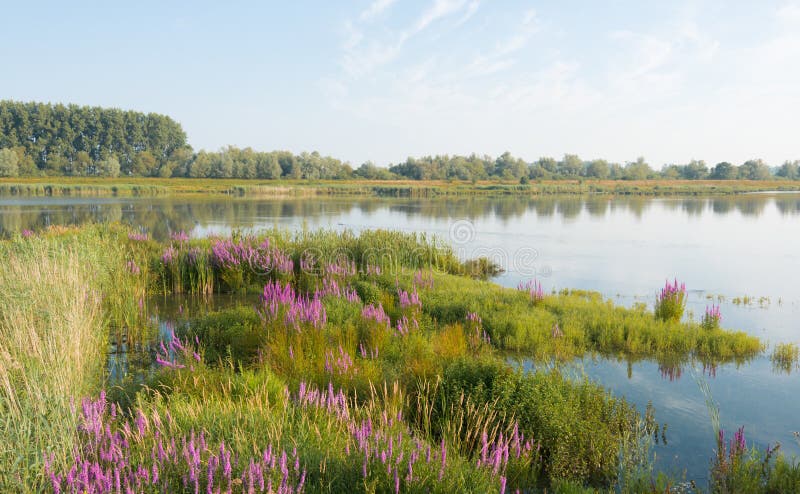 Flowering Purple Loosestrife