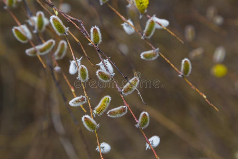 Flowering pussy-willow branches with catkins in nature