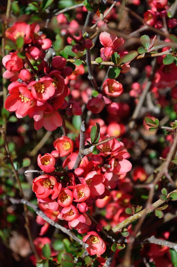 Flowering Quince bush red flowers - chinese Mu Gua - Chaenomelis Fructus â€“ vertical