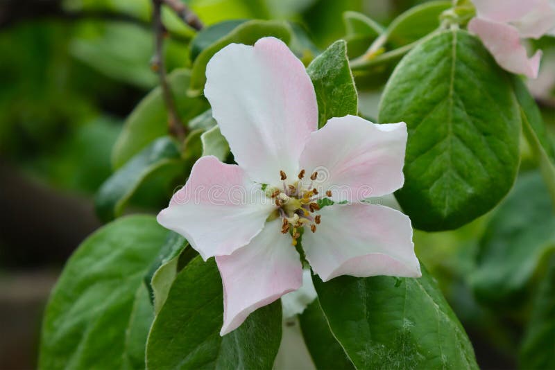 Flowering Quince Fruit Tree Stock Photo Image of fruit, quince 251766184