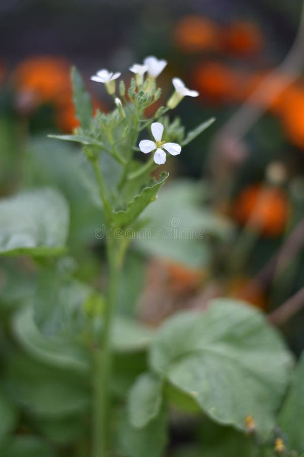 Flowering Radish (Raphanus Sativus Var. Sativus) Stock Photo Image of