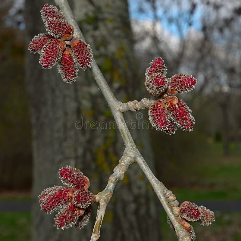 The Flowering Red Catkins Alder. Stock Photo Image of leaf, forest