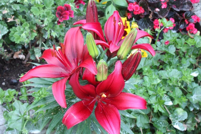 Flowering Red Lily Plant. Botanical Close-up and Floral Detail Stock ...