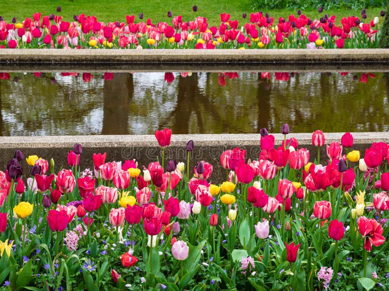 Tulips in Keukenhof park, Nederlands