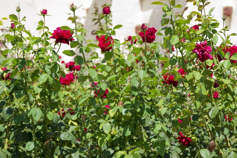 Flowering Rose Bushes in the Garden. Hedge Stock Image Image of