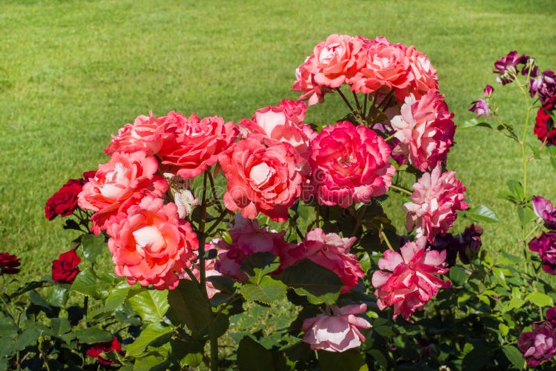 Flowering Rose Bushes in the Summer Garden Stock Photo Image of