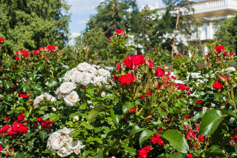 Flowering Rose Bushes in the Summer Garden Stock Image Image of