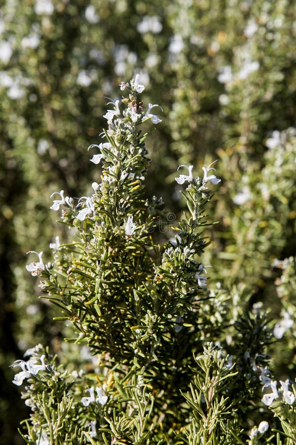 Flowering rosemary stock image. Image of perennial, flowers 19587327