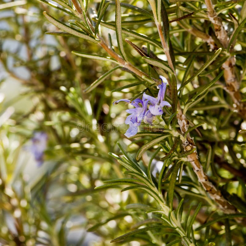 Rosemary plant in bloom stock image. Image of flower 143722923