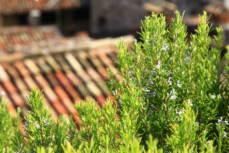 Rosemary Plant in a Light Yellow Pot Stock Photo Image of aromatic