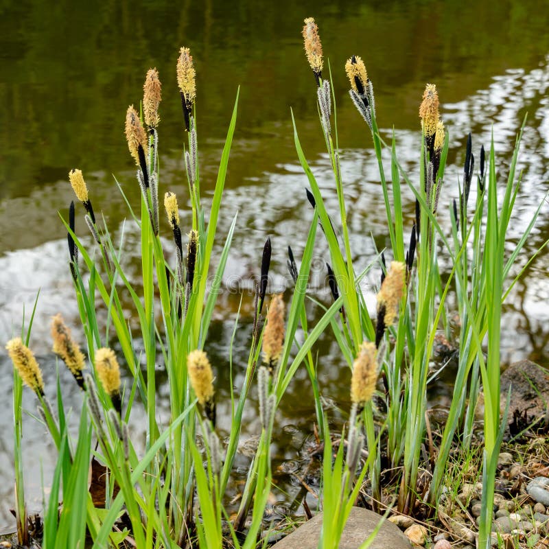 Flowering sedge Carex nigra Carex melanostachya Black or ordinary sedge on the shore of a garden pond stock images Flowering sedge Carex nigra Carex melanostachya Black or ordinary sedge on the shore of a garden pond stock images