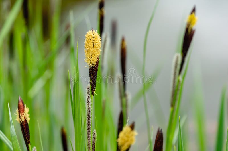 Flowering sedge Carex nigra Carex melanostachya Black or ordinary sedge on the shore of a garden pond stock image Flowering sedge Carex nigra Carex melanostachya Black or ordinary sedge on the shore of a garden pond stock image