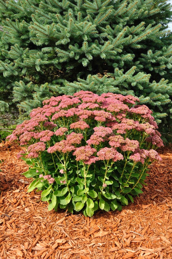 Flowering Sedum Autumn Joy