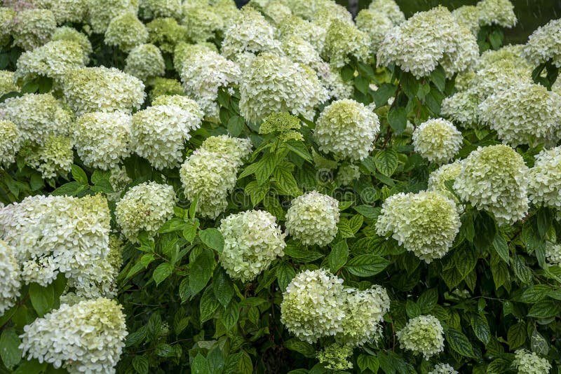 Flowering Shrubs Hydrangea Paniculata Stock Photo Image of beautiful