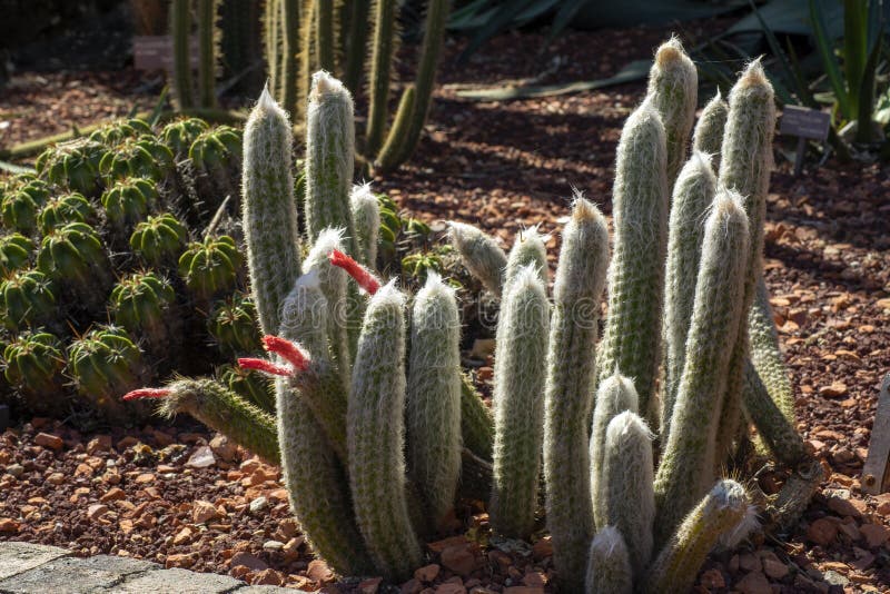 Flowering Silver Torch Cactus Cleistocactus Strausii Stock Photo