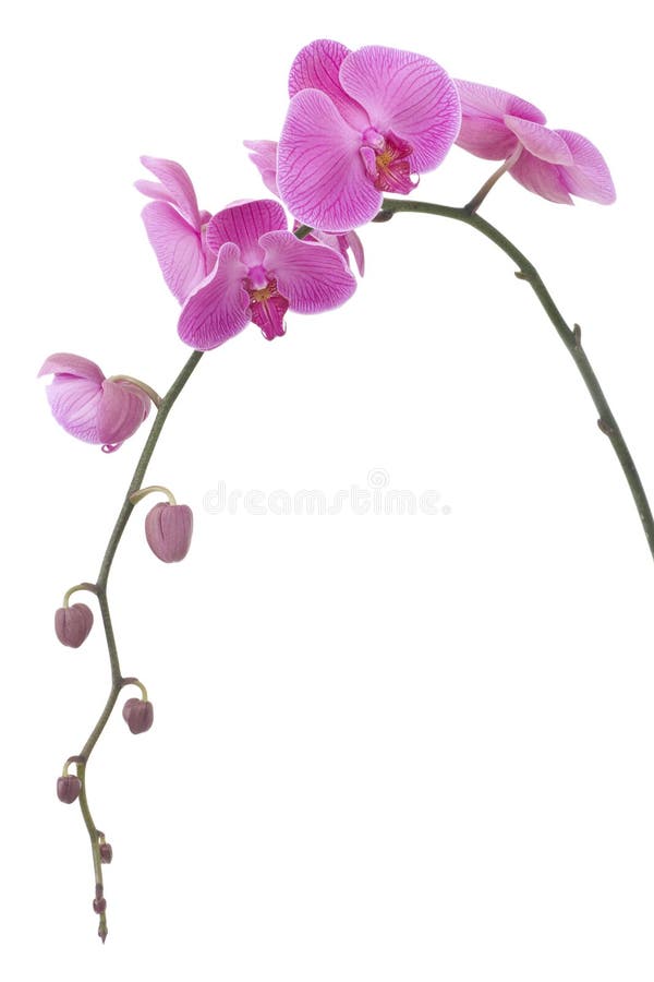 Flowering stem of a pink orchid