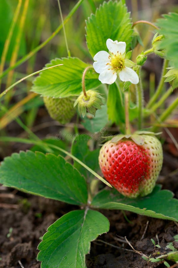 Flowering strawberry bush stock photo. Image of nature 197026654