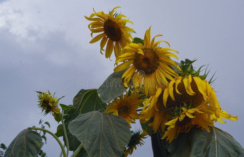 A Flowering Sunflower Plant Stock Photo Image of pollen, beauty
