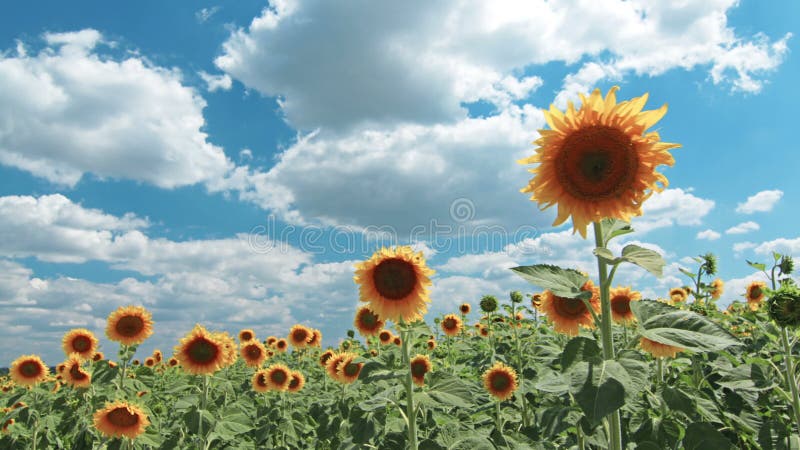 Flowering sunflowers on a background sunset