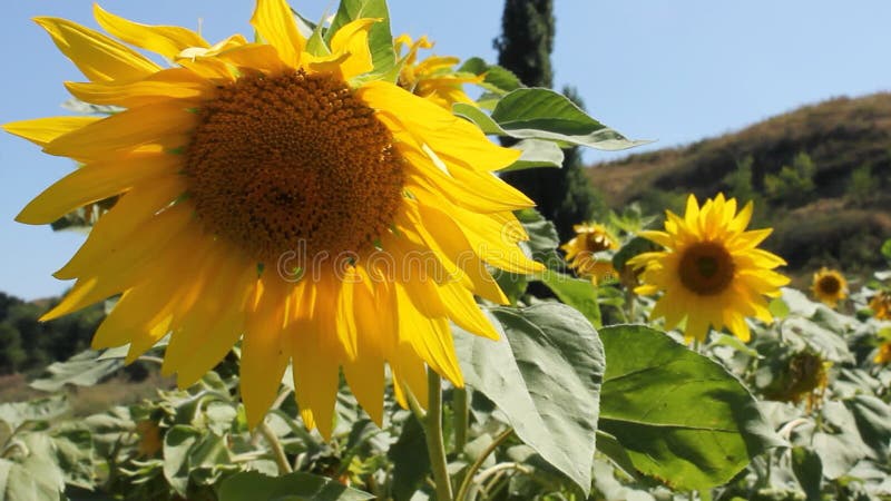 Flowering Sunflowers