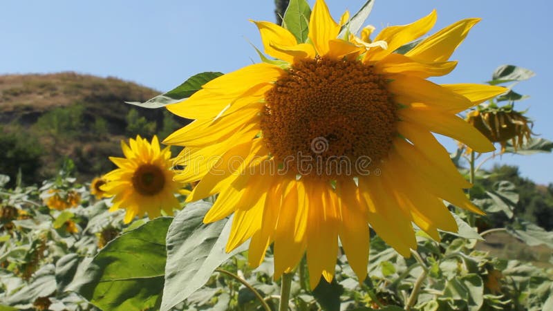 Flowering Sunflowers