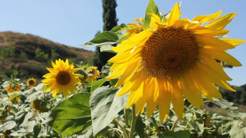 Flowering Sunflowers